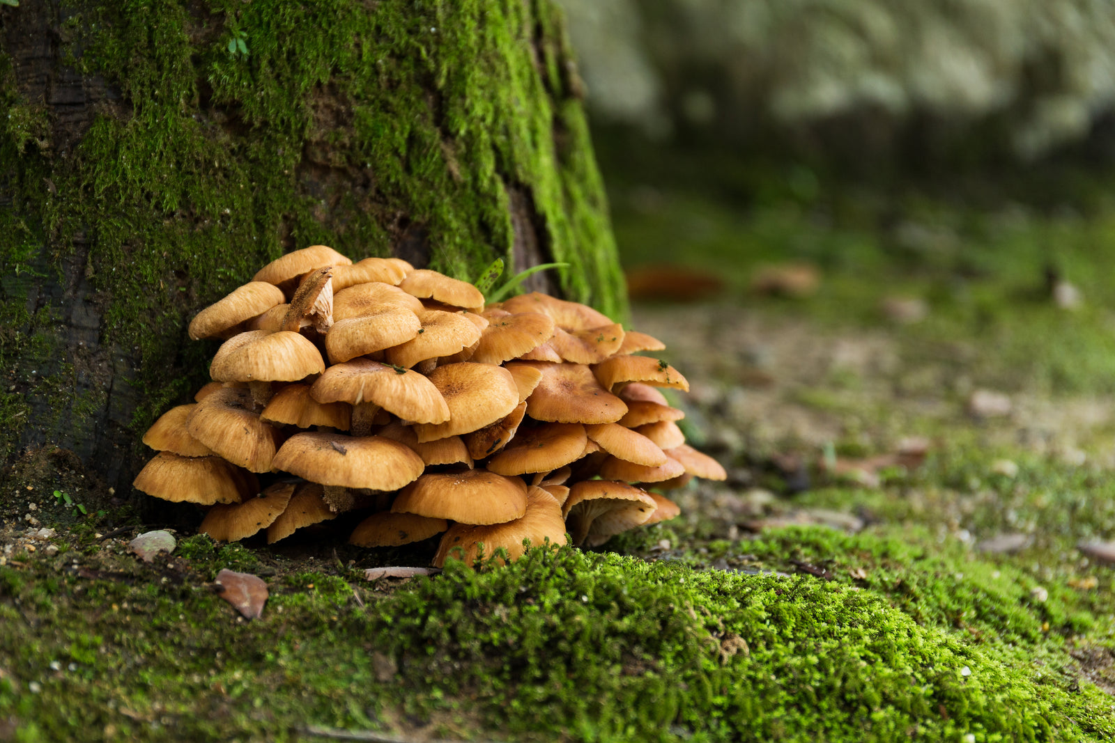 What is maitake good for?