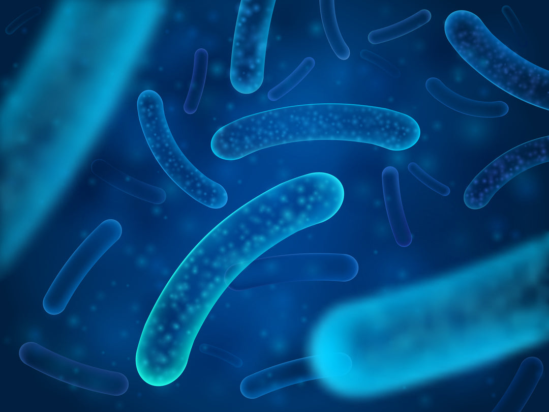 What Disease Does Lactobacillus Cause?