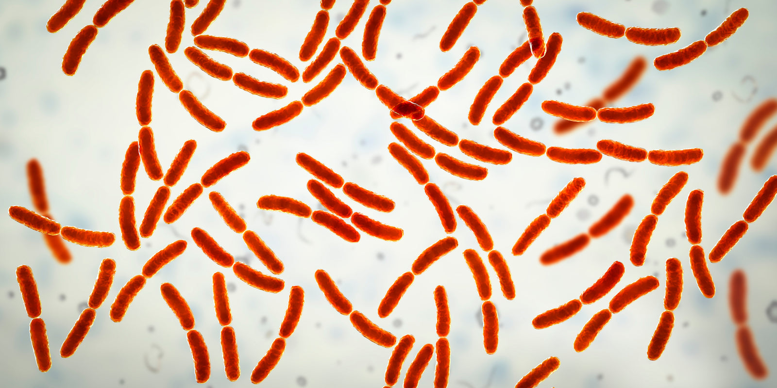 What Is Lactobacillus Rhamnosus Good For?