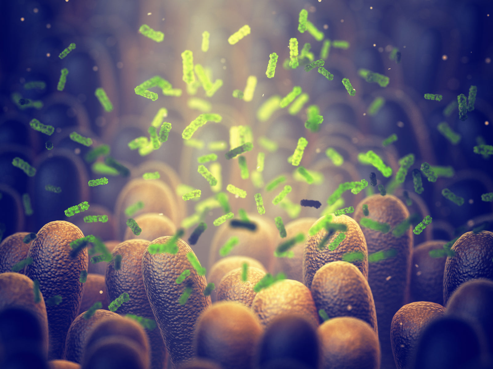 What Does Lactobacillus Reuteri Do?