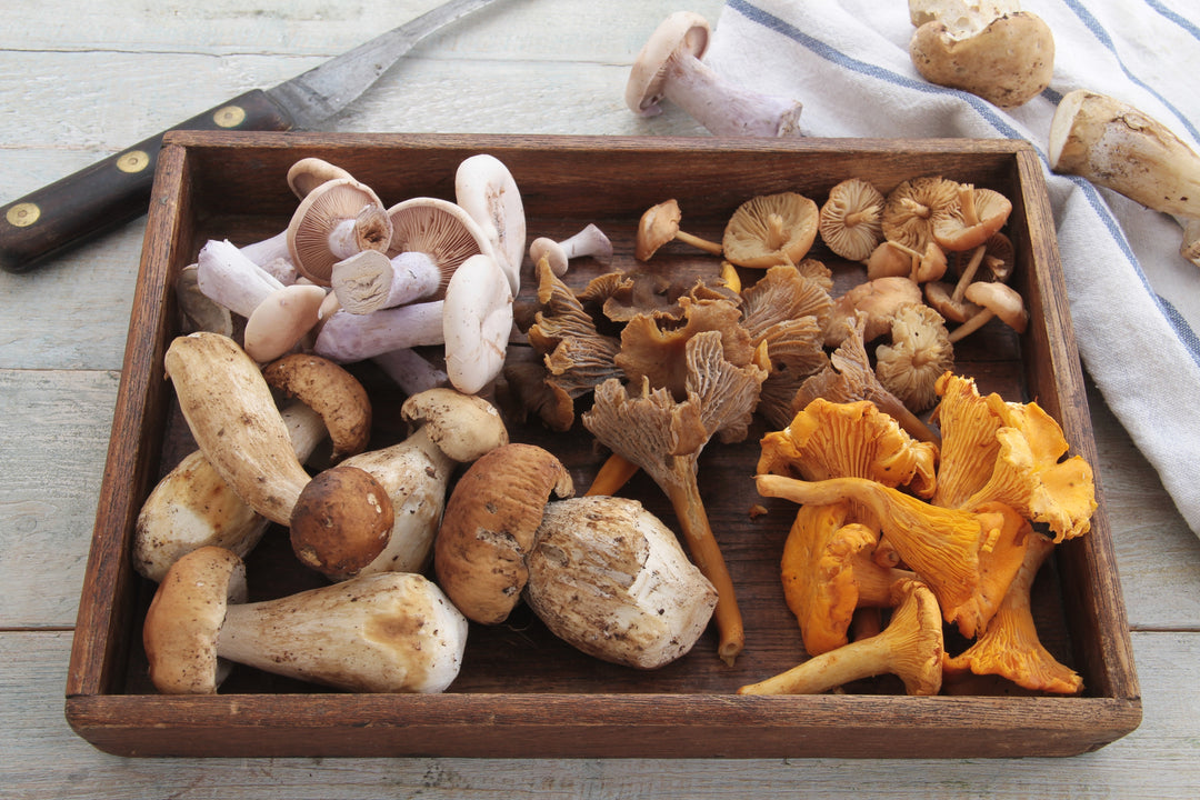 Is Shiitake A Psychedelic?