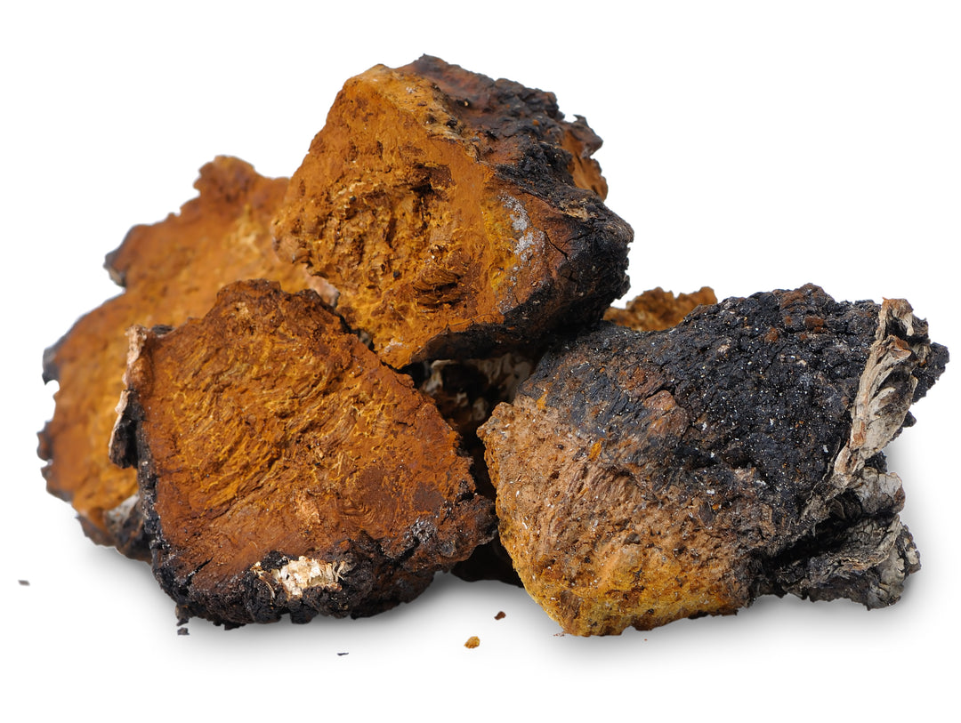 Can Chaga Be Harmful?