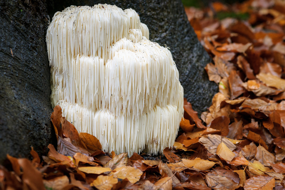 What Does Lion’s Mane Do for The Body?