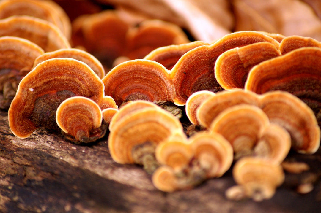 What Does Reishi Do For The Brain?