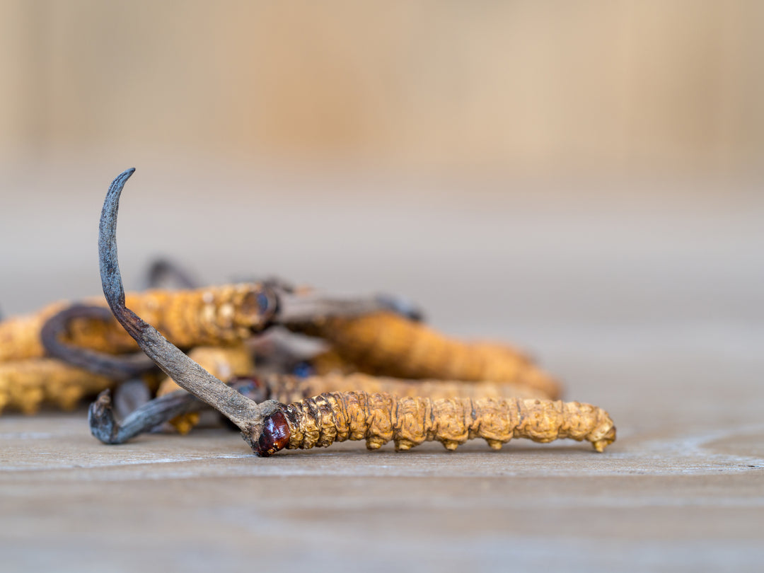 What Is Cordyceps Taken For?