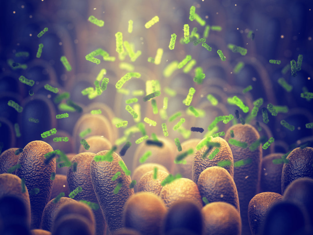 What Does Lactobacillus Reuteri Do?