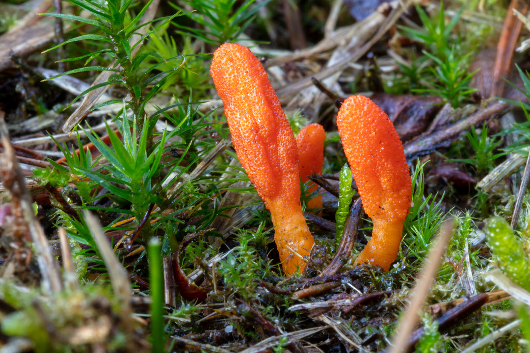 What does cordyceps do for the body?