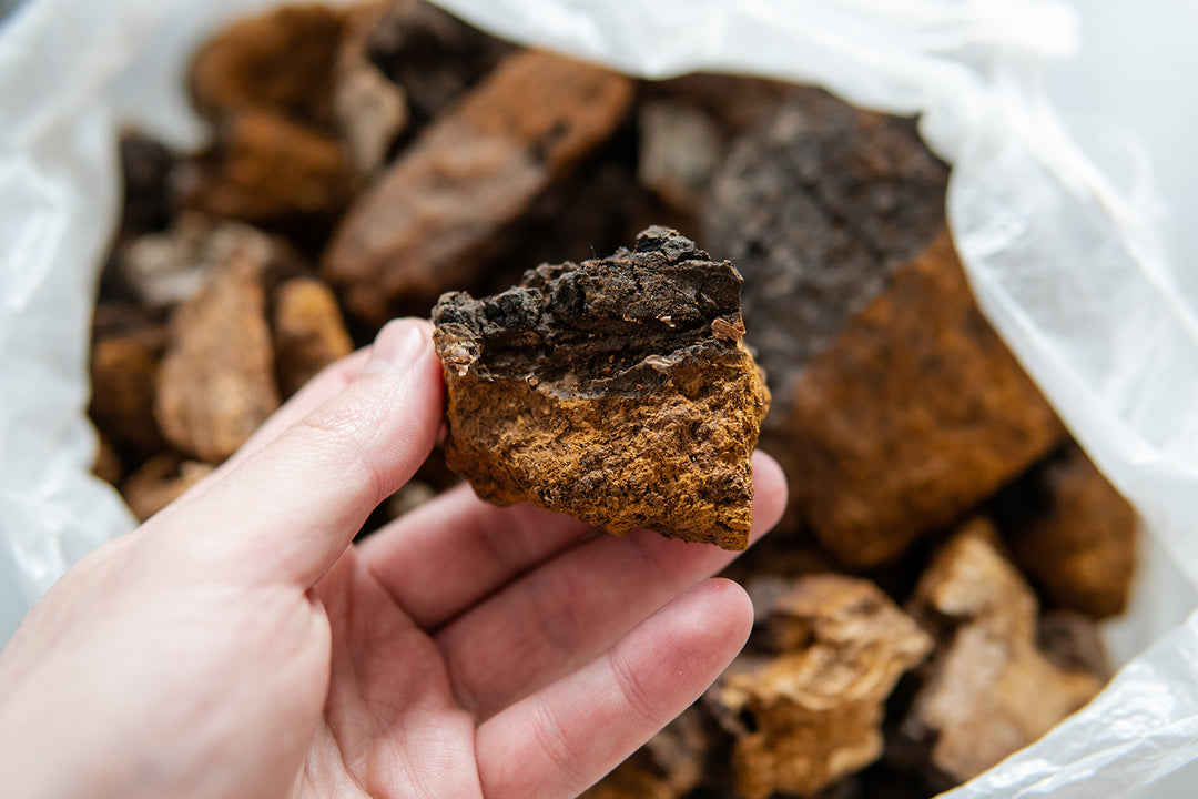 What is chaga mushroom & what does it do to your body?
