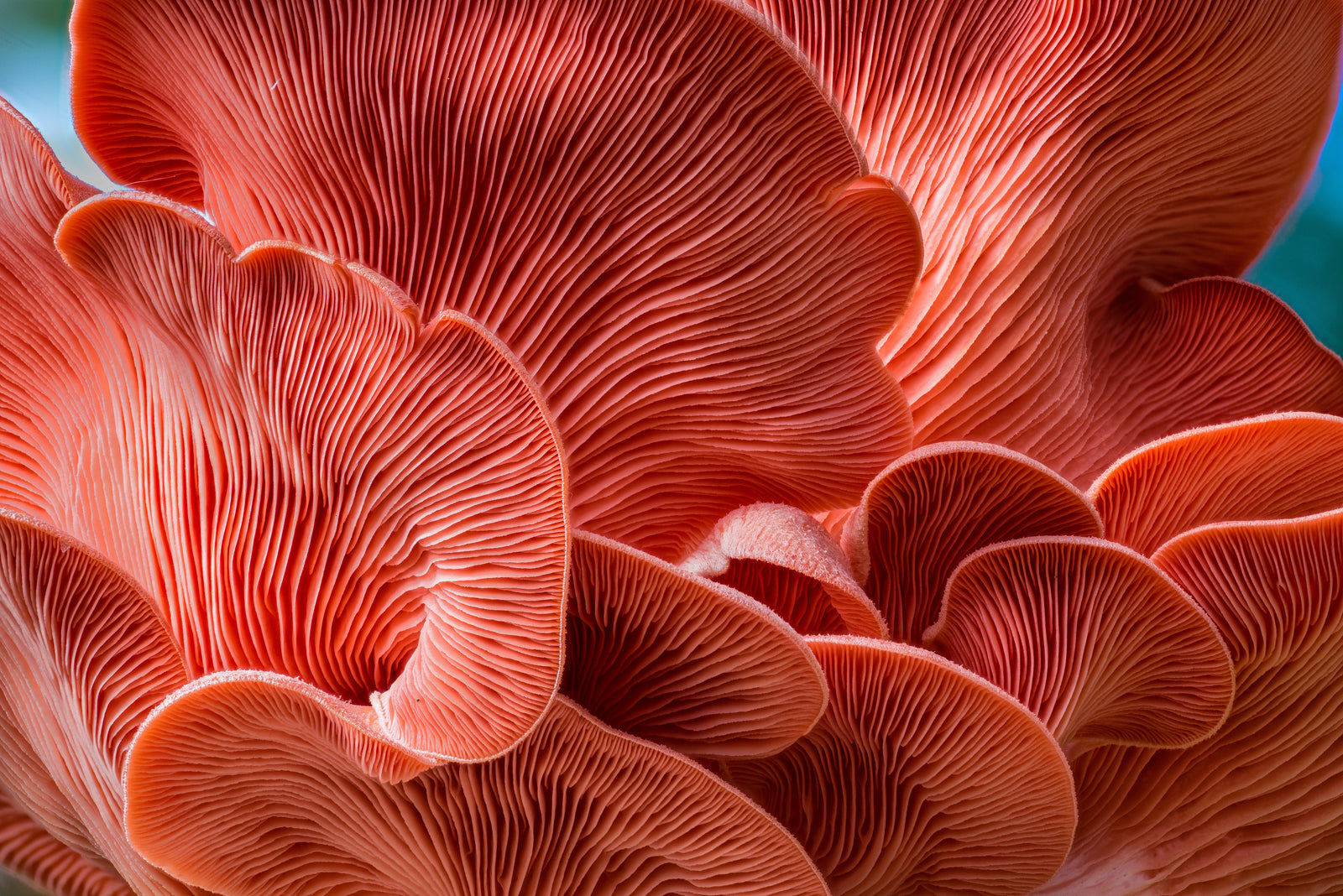 Are Mushroom Powders Healthy?