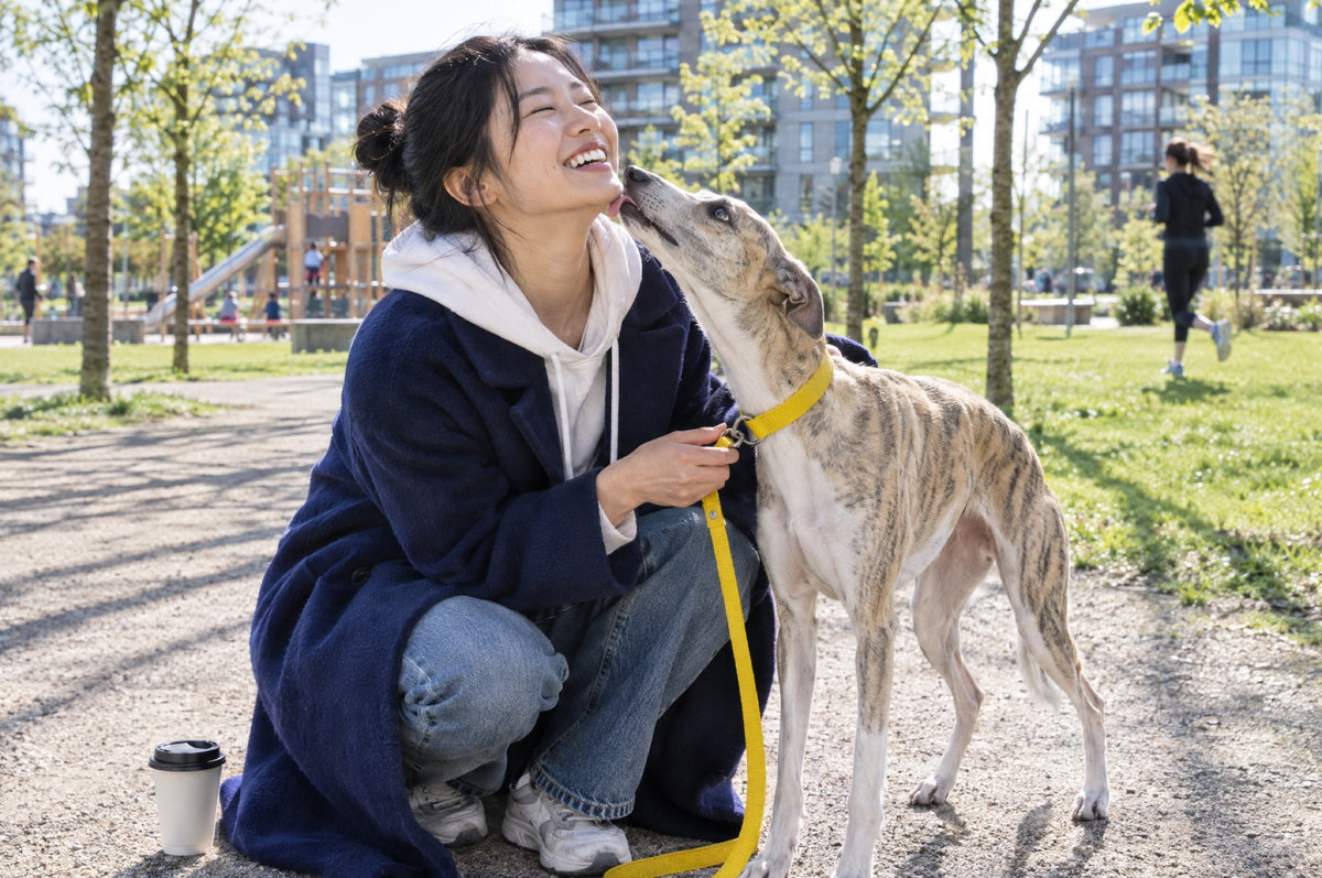 A young woman in a navy coat laughs as she clips a yellow lead onto a dog in a sunny park.