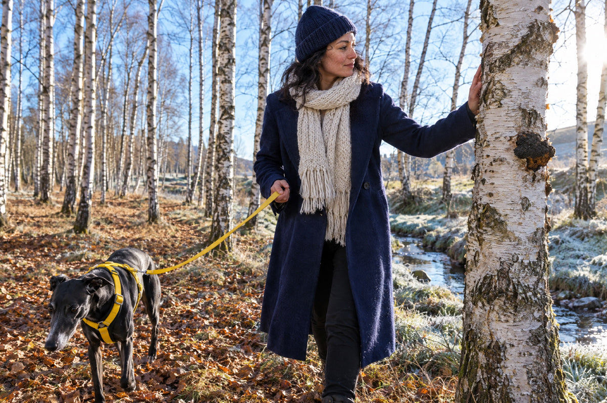 A woman in a navy coat touches a birch trunk while walking a whippet on a yellow lead through a sunny wood.