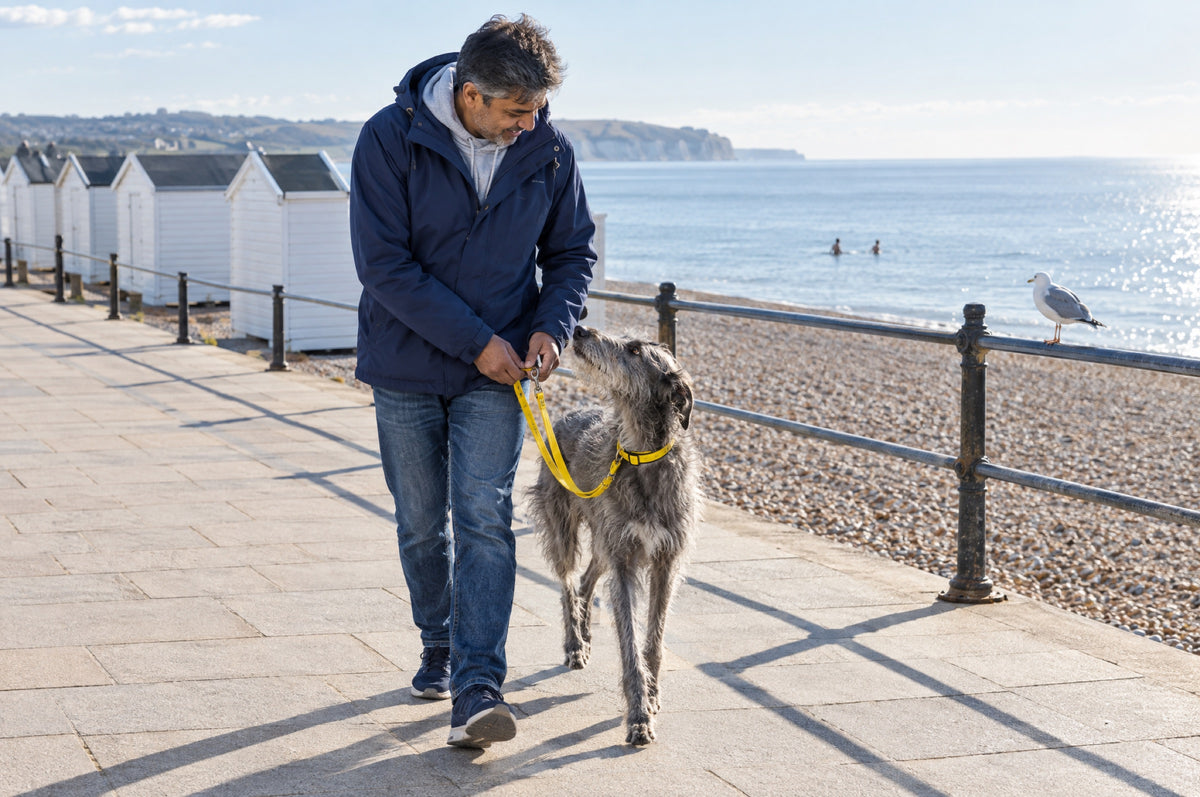 A man unclips his dog's yellow lead on a sunny seaside promenade lined with beach huts.